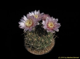 Gymnocalycium ferrarii 295